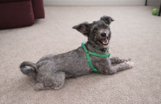 Pepper settling into foster care