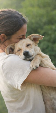 Individualized dog care